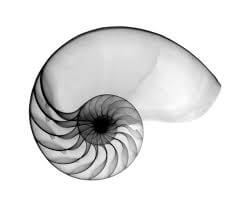 X-ray Nautilus shell by Bert Myers